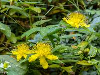 Sisteron flore intra muros  Grand Millepertuis (Hypericum Hircinum) ...