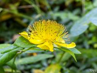 Sisteron flore intra muros  Grand Millepertuis (Hypericum Hircinum) ...
