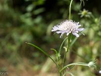 Sisteron flore intra muros  Knautie des Champs (Knautia Arvensis) ...