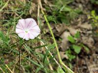 Sisteron flore intra muros  Liseron des Monts Cantabres (Convolvulus cantabrica) ...