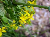 Sisteron flore intra muros  Millepertuis des Canaries (Hypericum Canariense) ...