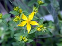 Sisteron flore intra muros  Millepertuis des Canaries (Hypericum Canariense) ...