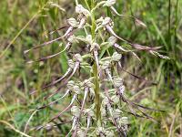 Sisteron flore intra muros  Orchis Bouc (Himantoglossum Hircinum) ...