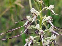 Sisteron flore intra muros  Orchis Bouc (Himantoglossum Hircinum) ...