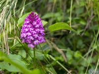 Sisteron flore intra muros  Orchis Pyramidal (Anacamptis Pyramidali) ...