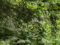 Sisteron flore intra muros  Sentier au pied du Molard au dessus de l'avenue Alsace Loraine et du parc Masso-Devèze ...