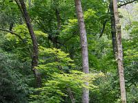 Sisteron flore intra muros  Au pied du Molard au dessus de l'avenue Alsace Loraine et du parc Masso-Devèze ...