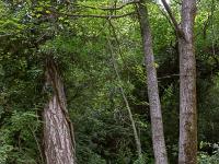 Sisteron flore intra muros  Au pied du Molard au dessus de l'avenue Alsace Loraine et du parc Masso-Devèze ...