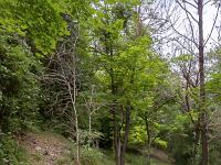 Sisteron flore intra muros  Au pied du Molard au dessus de l'avenue Alsace Loraine et du parc Masso-Devèze ...