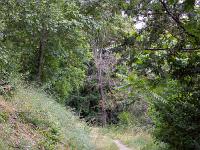 Sisteron flore intra muros  Sentier au pied du Molard au dessus de l'avenue Alsace Loraine et du parc Masso-Devèze. La flore sauvage y est relativement riche ...