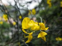 Sisteron flore intra muros  Spartier (Spartium Junceum) ...