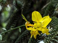Sisteron flore intra muros  Spartier (Spartium Junceum) ...