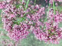Sisteron flore intra muros  Valériane (sous espèce inconnue) ...