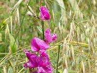 Sisteron flore intra muros  Vesce des Haies (Vicia Sepium) ...