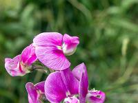Sisteron flore intra muros  Vesce des Haies (Vicia Sepium) ...