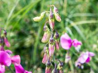 Sisteron flore intra muros  Vesce des Haies (Vicia Sepium) ...
