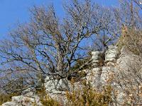 Font de Mège  Magnifique chêne blanc dans la roche (photo prise au 300mm)