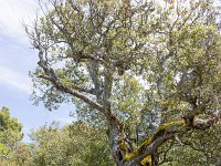 Plateau de Ganagobie - La forêt  Chêne pubescent ...