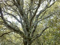 Plateau de Ganagobie - La forêt  Chêne pubescent ...