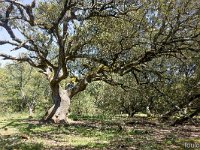 Plateau de Ganagobie - La forêt  La plus vieille yeuse du plateau ...