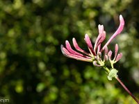 Plateau de Ganagobie - La forêt  Chevrefeuille Etrusque - Fleurs en bouton ...