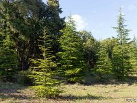 Plateau de Ganagobie - La forêt  Dans cette galerie, nous allons nous balader à l'intérieur du plateau, entre Le Prieuré au Sud et Villevielle au Nord pour découvrir cette magnifique forêt ...