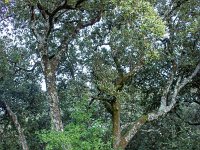 Plateau de Ganagobie - La forêt  Cette forêt est majoritairement composée de chênes blancs, verts et de pins d'Alep ...