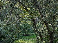 Plateau de Ganagobie - La forêt  Dans la forêt ...