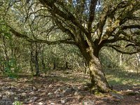 Plateau de Ganagobie - La forêt  Chêne séculaire ...