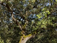 Plateau de Ganagobie - La forêt  Chêne pubescent ...