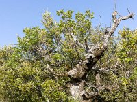 Plateau de Ganagobie - La forêt  celui-ci est à moitié mort, mais certaines de ses branches sont encore bien feuillues ...