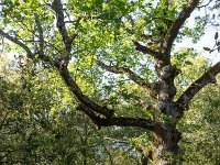 Plateau de Ganagobie - La forêt  Dans la forêt ...