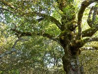 Plateau de Ganagobie - La forêt  Dans la forêt ...