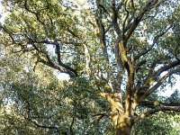 Plateau de Ganagobie - La forêt  Dans la forêt. Ici on trouve des endroits moins fournis et plus herbeux ...