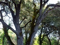 Plateau de Ganagobie - La forêt  Dans la forêt ...