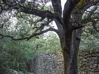 Plateau de Ganagobie - La forêt  Mur Sud du clos - Ce clos protégeait jadis un verger. Des oliviers et de la vigne qui étaient cultivés en son sein. Les clos fait 126 x 153 m de côté ...