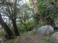 Plateau de Ganagobie - La forêt  Ici aussi, des arbres très vieux longent le sentier ...