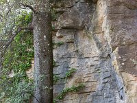 Plateau de Ganagobie - La forêt  Cet arbre sort littéralement de la roche ...