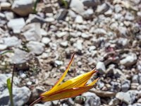 Gorges de la Méouge - Tour Pierre Grosse  Tulipe sauvage dans la rocaille du sentier ...