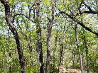 Gorges de la Méouge - Tour Pierre Grosse  Le sentier en sous bois. Le gros de la montée est passé ...