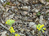 Gorges de la Méouge - Tour Pierre Grosse  Ha que coucous ! ...