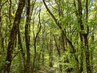 Gorges de la Méouge - Tour Pierre Grosse  Dans la forêt ...