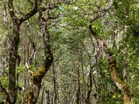 Gorges de la Méouge - Tour Pierre Grosse  Le sentier qui serpente entre les arbres ...