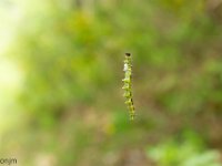 Méouge - 26/04/2026  Chenille de piéride du buis. Introduite accidentellement en Europe dans les années 2000 via des végétaux importés d'Asie, elle y est rapidement devenue envahissante. Elle se nourrit exclusivement de buis. Elle a peu de prédateurs naturels sous nos contrées ...