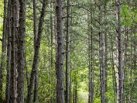 Méouge - 26/04/2026  Le sentier qui longe les gorges au dessus de la rive droite ...