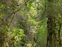 Méouge - 26/04/2026  Autre vue sur le sentier très moussu ici ...
