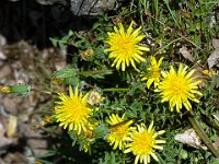 Méouge - 26/04/2026  Epervière ...