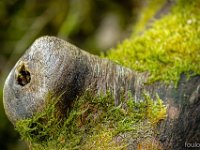 Méouge - 26/04/2026  Sur un tronc (détail) ...