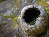 Méouge - 26/04/2026  Sur un tronc (détail) ...