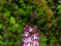 Méouge - 13/05/2026  Orchis ...
